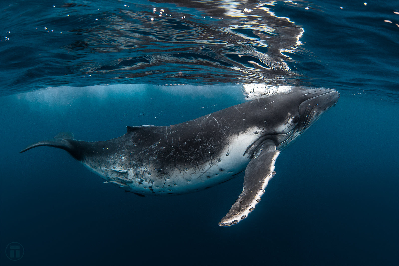 Clear shot of a humpback whale