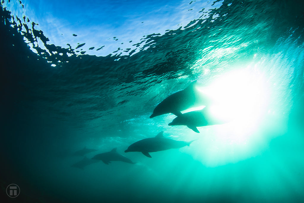 Seven dolphins surfing by Thurston Photo