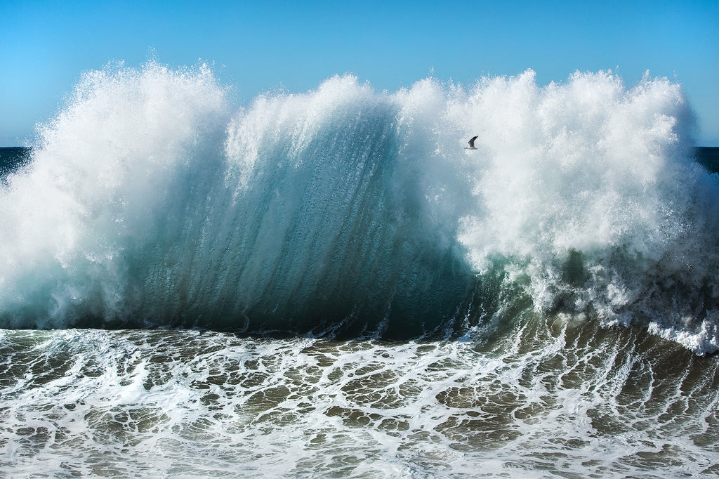 Bird and the backwash by Philip Thurston