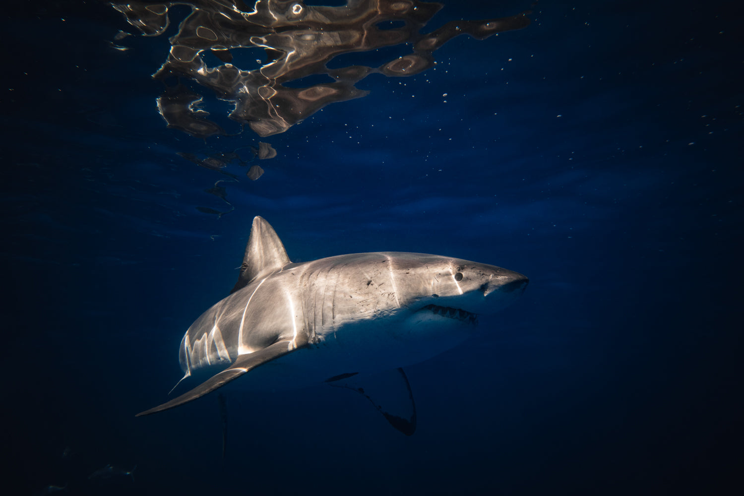 Great White Shark