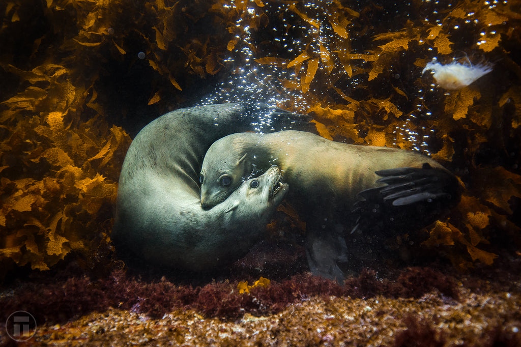 Seals love by Thurston Photo