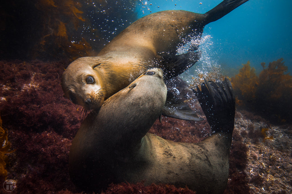 Seal courtship