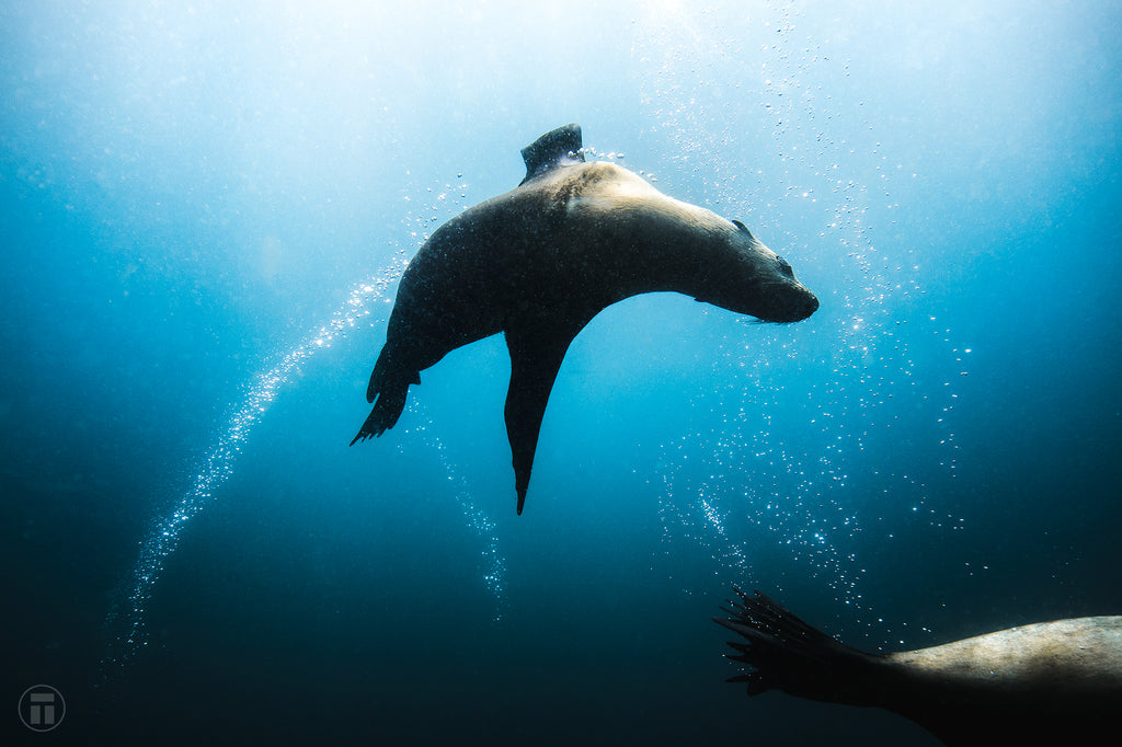 Seal flying around me on scuba Cressi