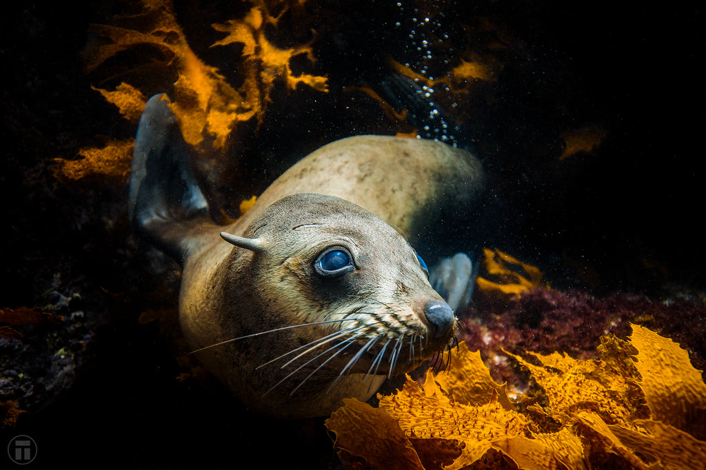 Cute seal in the seaweed of Montague Island