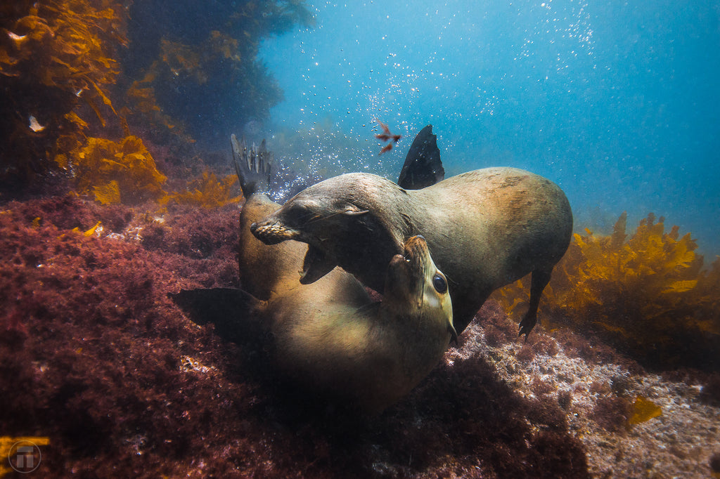 Seals playing on scuba cressi