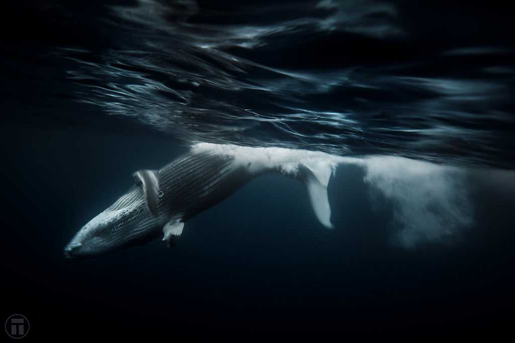 Silk Sheets Humpback Whale photo by Philip Thurston