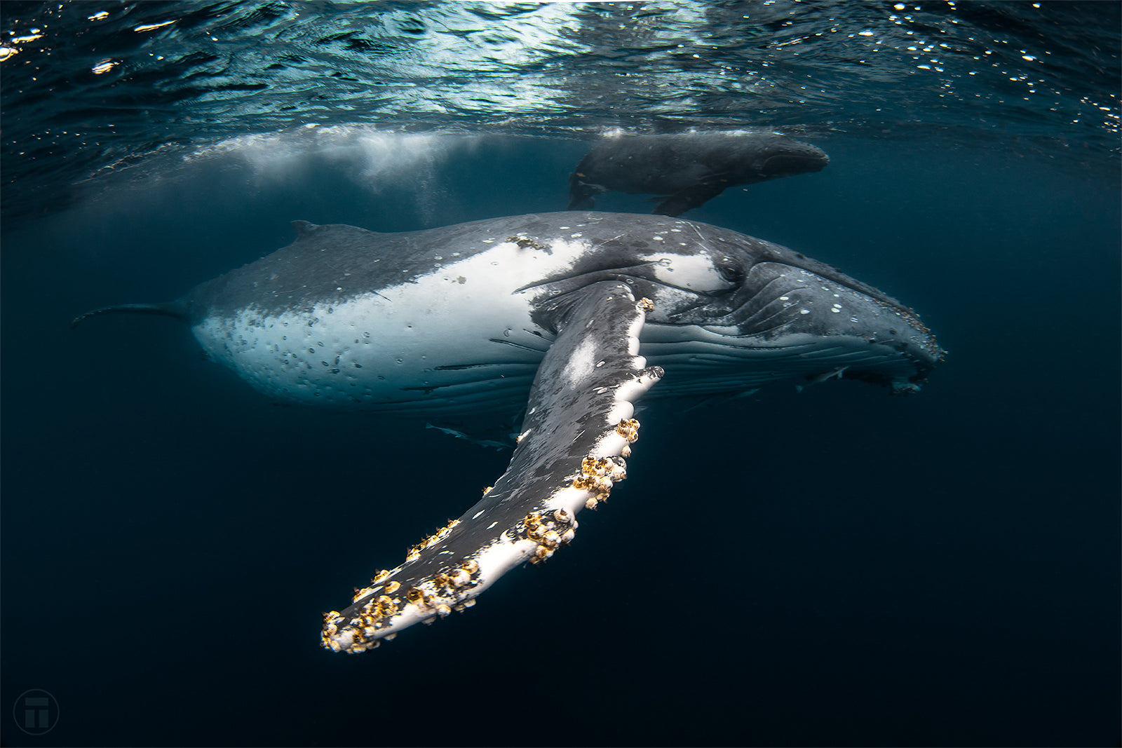 Getting close swimming with humpback whales in Tonga 