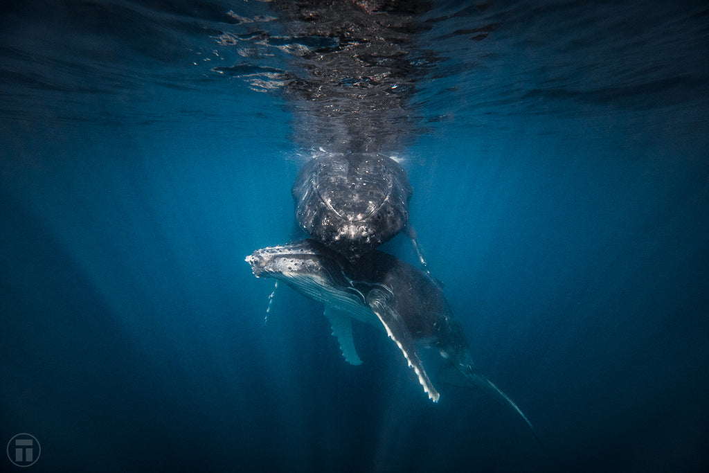 Humpback Whale Love