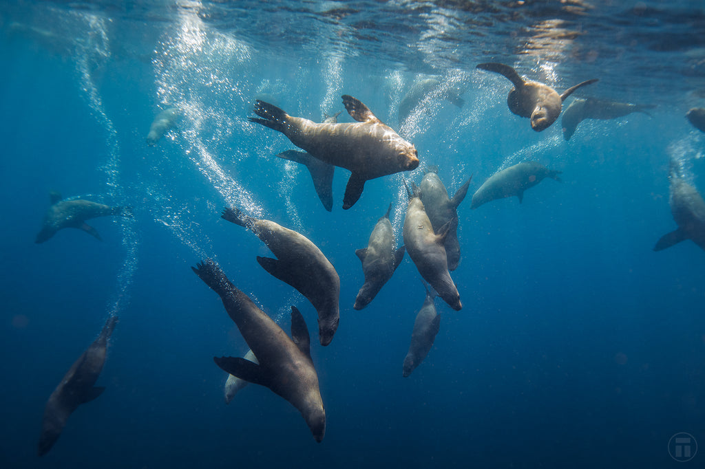 Seals at Montague Island diving scuba