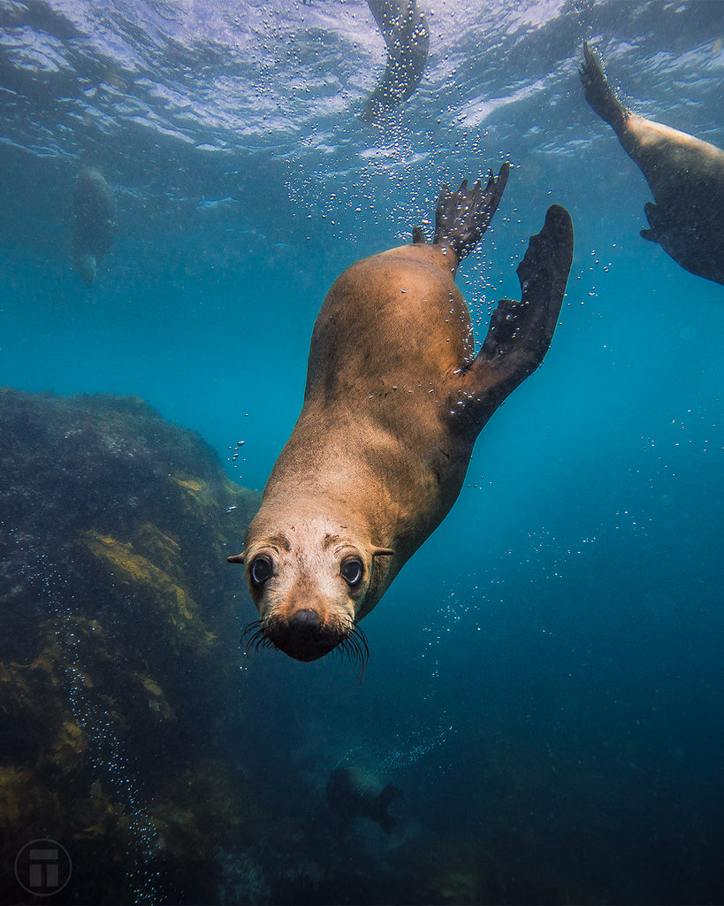 A cute Australian fur seal sticking its nose in the camera