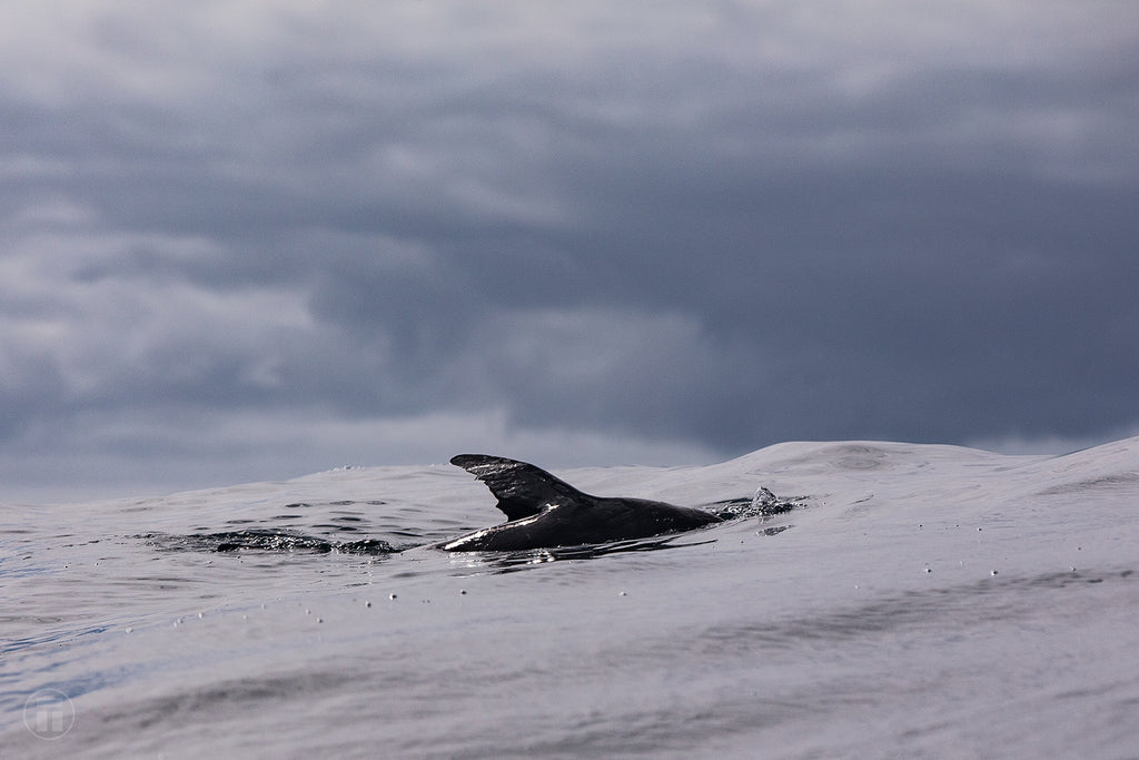 Seal playing in the sun