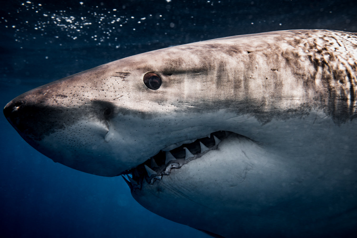 Great White Shark Iris Eye