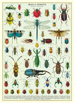 insects names list