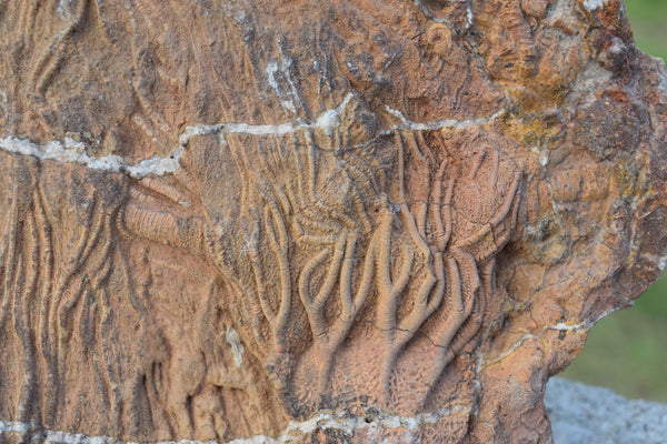 Fossilised Roots
