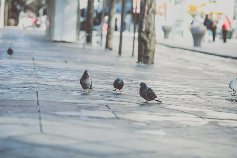 Photo of city pigeons in Denver Colorado  