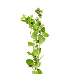 Oregano