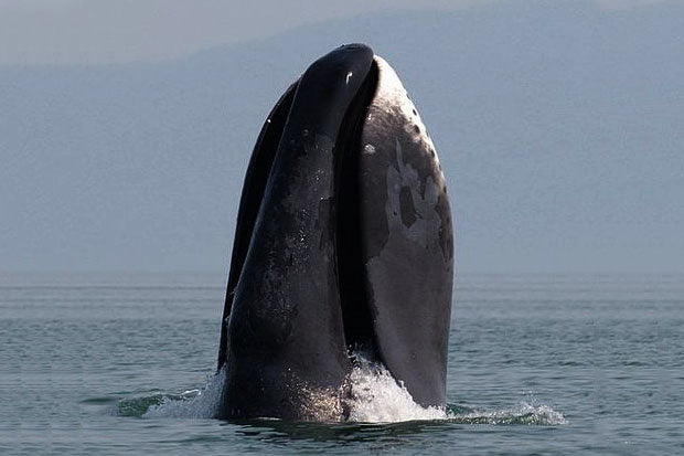 uasau soap - the story of the bowhead whale