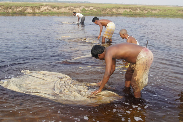 Natural bleaching of fabrics: kalamkari