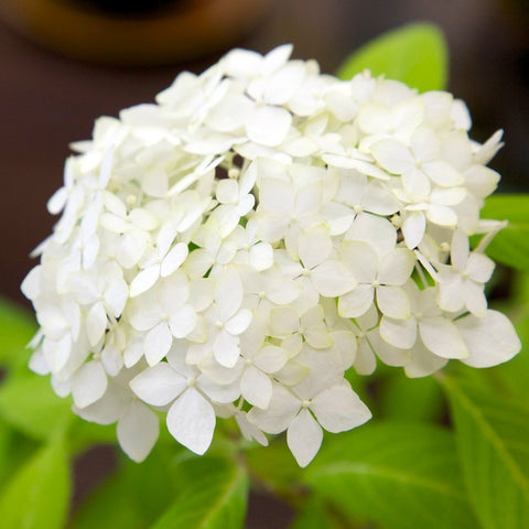 Fresh Bulk White Hydrangea 60+ stems $1.53 to $1.59 per stem 