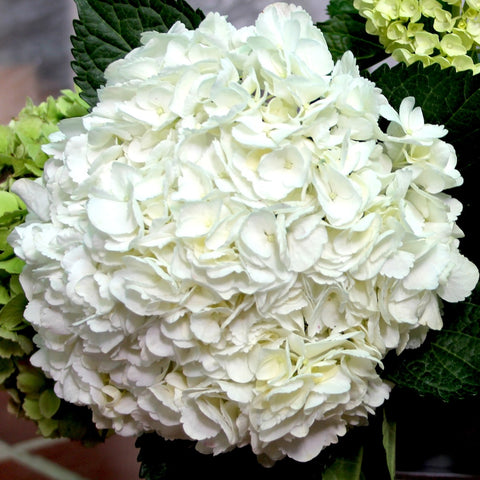 Wholesale Bulk Jumbo White Hydrangea 40+ stems $2.63 to $2.88 per 