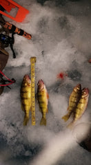 Ice fishing catch of the day: perch.