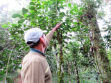 saving the forest with yerba mate