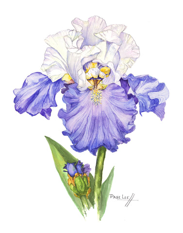 Blue Iris