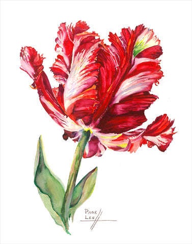 Red Estella Tulip - Carolyne Roehm // Page Lee Hufty