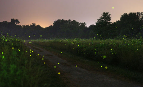 Summer time fireflies lighting up a green field at sunset
