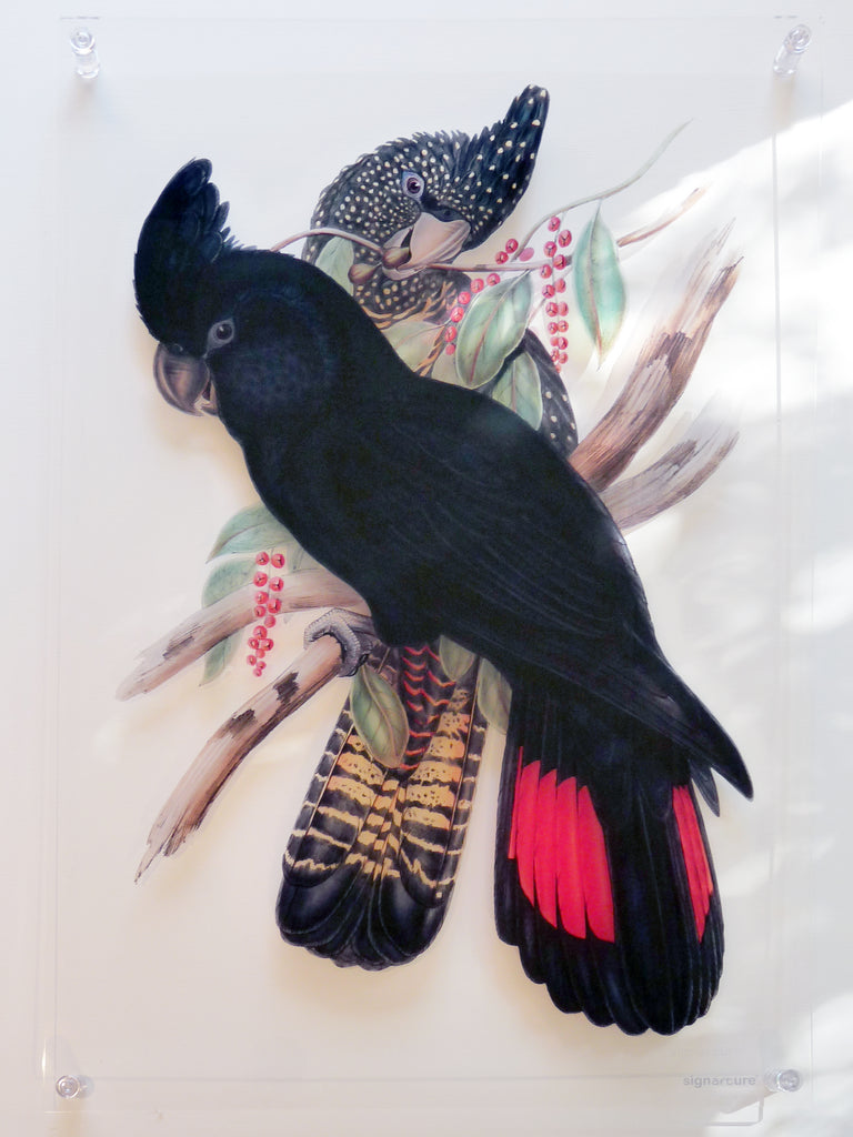 Signarture Black Cockatoo Fine Art Print