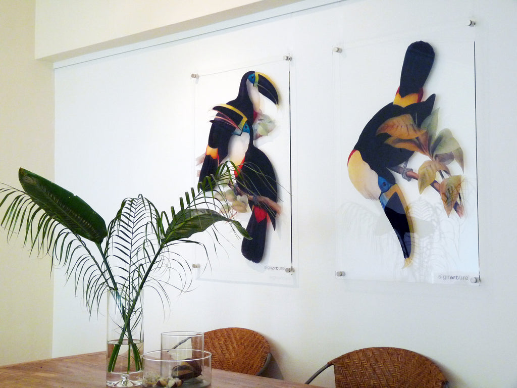 signarture toucan fine art bird prints on perspex