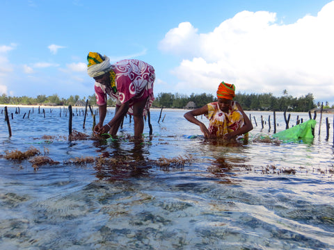 Women harvesting seaweed for the KAIBAE face oil