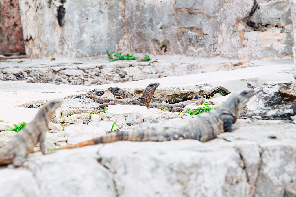 Tulum Ruins Mexico