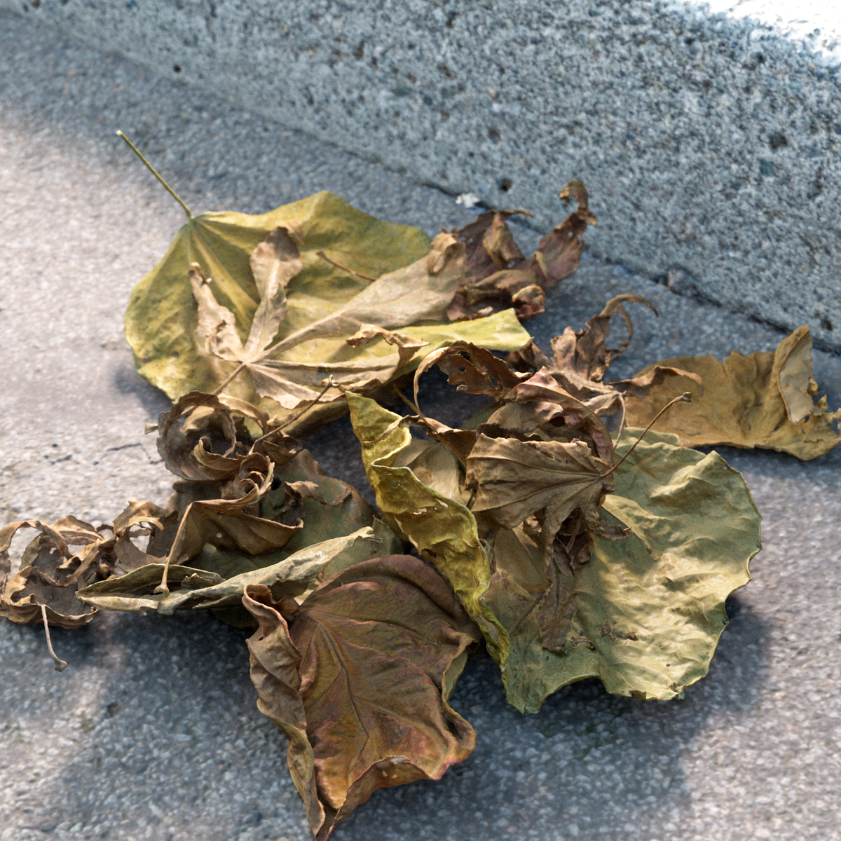 A pile of dried leaves
