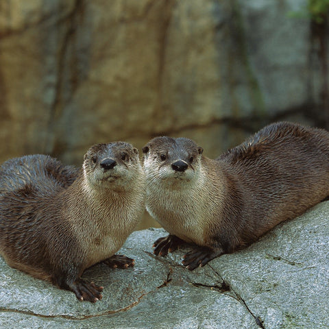 peluche loutre wwf