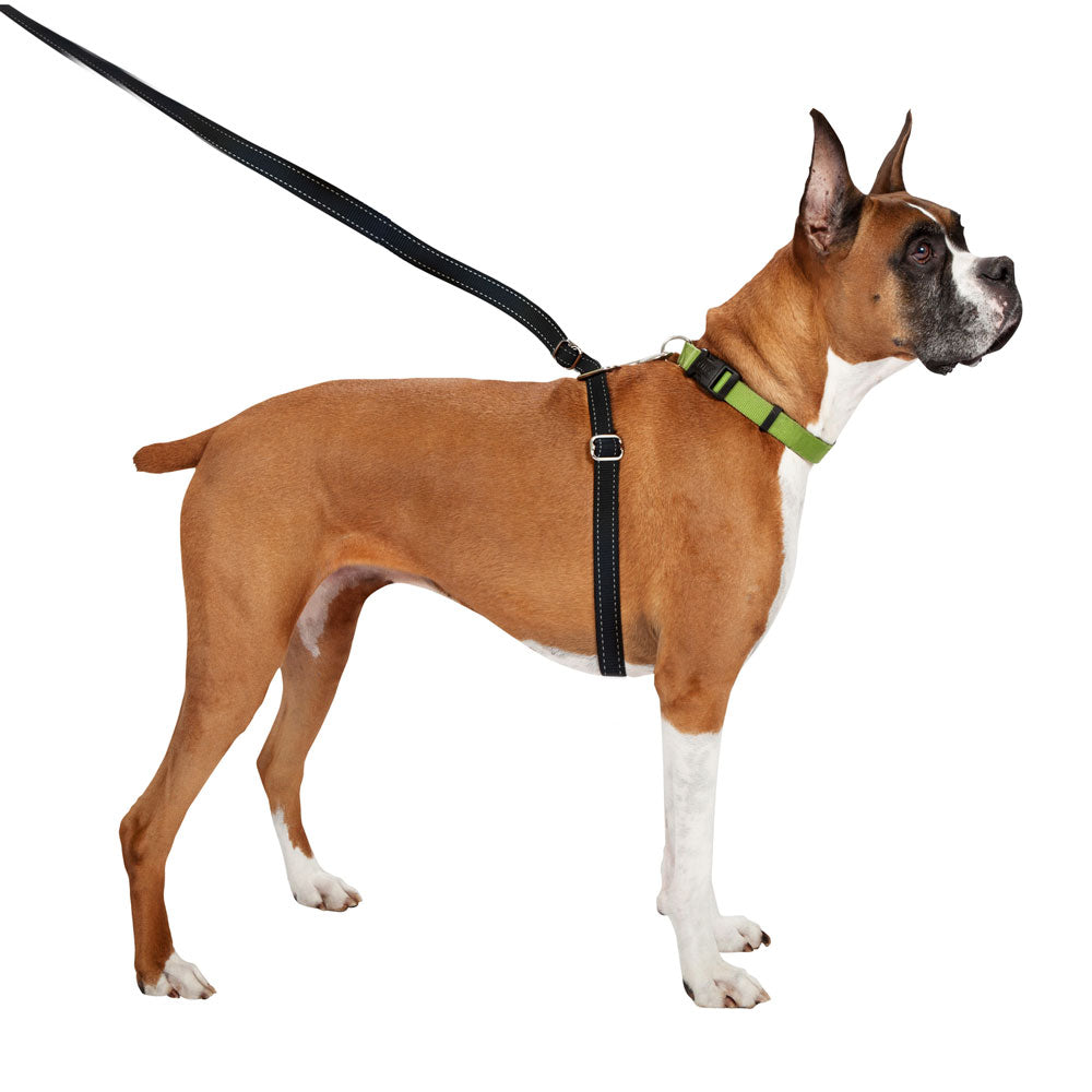 thunderleash retractable dog leash