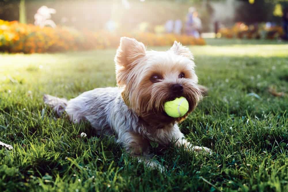 are garden fertilizers safe for dogs