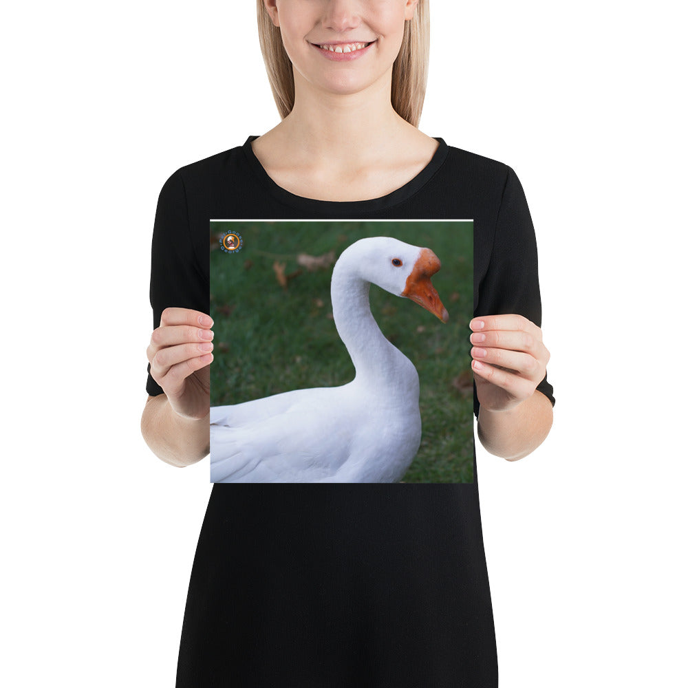 Pet Goose Photo paper poster accessories Pet Goose