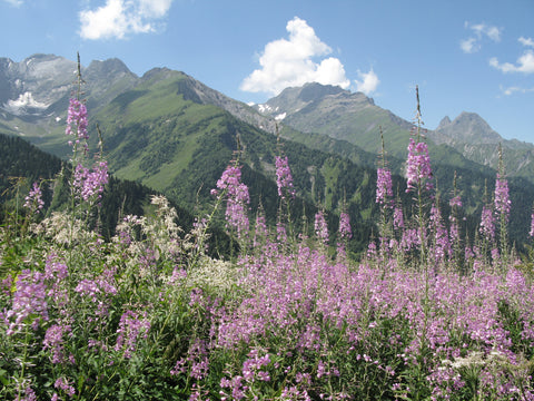 View.Alps.Alpine.Willowherb.In.Bloom