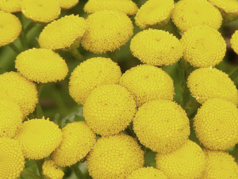 Close-up of Blue Tansy