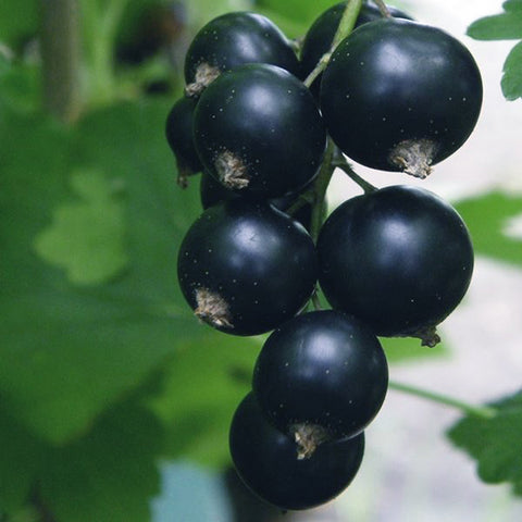 Blackcurrant.Berries.Hanging.In.A.Bunch