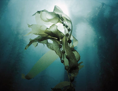 Kelp.Underwater
