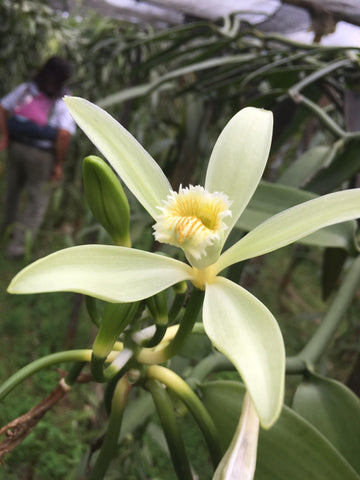 vanilla orchid