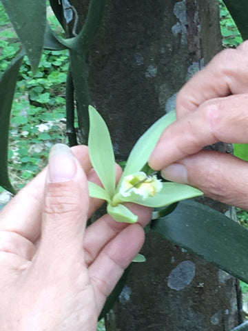 hand pollination vanilla
