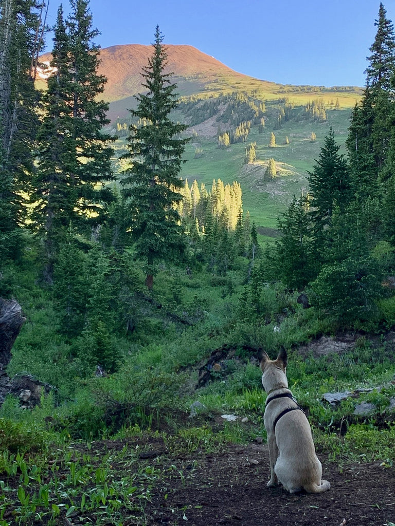 Dog looking up at the very tall mountain.