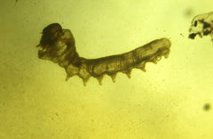 Caterpillar in Amber