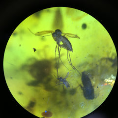 Burmese Amber with Insect inclusions 