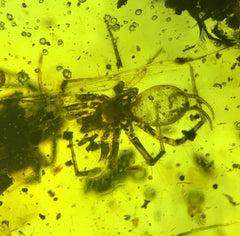 Spider inclusions in Amber