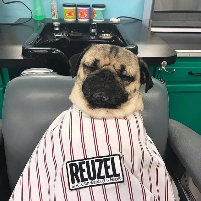 Pug sitting on a barber chair, waiting for his haircut.