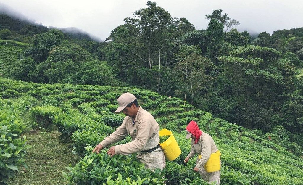 Tee pflücken in Kolumbien für Ronnefeldt